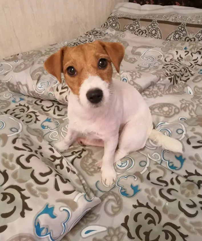 Jack Russell sitting on the bed