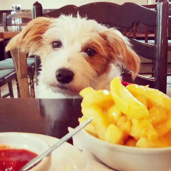 Jack Russell sitting across table while looking at the food