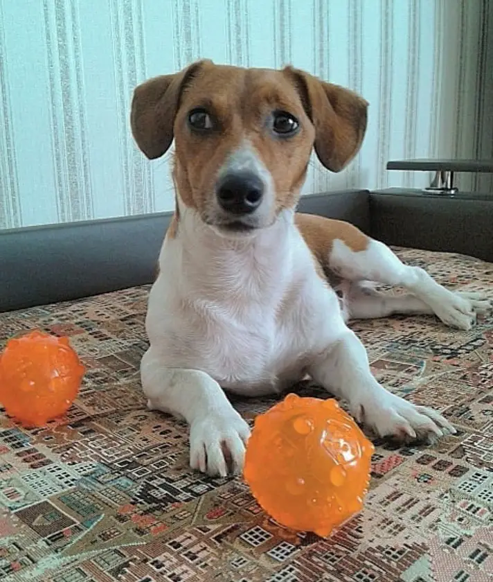 Jack Russell on the couch with its balls