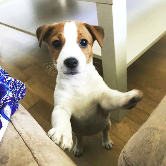 Jack Russell puppy standing up with its begging face