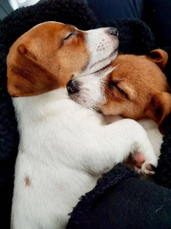 Jack russell puppies snuggled up together