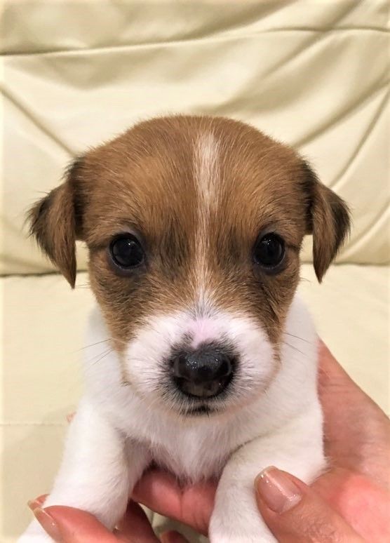 Corgi puppy