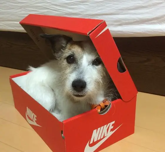 Jack Russell dog inside a shoe box