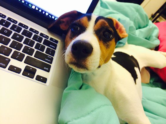 jack russell dog with its face beside the laptop