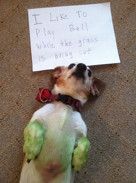 Jack russell terrier lying on its back with its feet is colored green and a note 