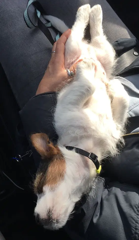 Jack russell terrier sleeping on its owner's lap in the car