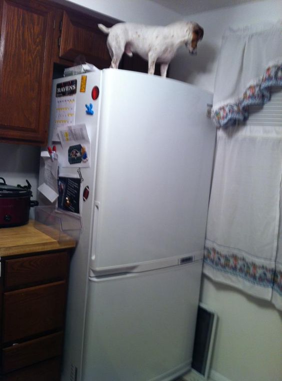 Jack Russell on top of the refrigerator.