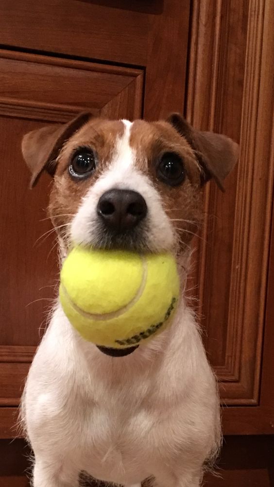 Jack russell with a ball in its mouth