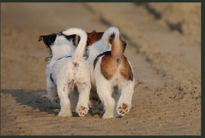 two Jack Russell puppies walking side by side