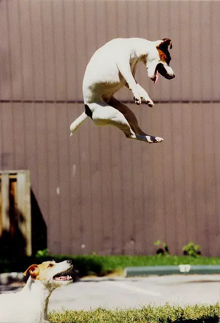 Jack russell terrier jumping