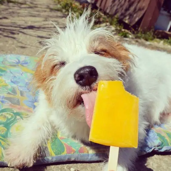 Jack Russell licking an icecream under the sun