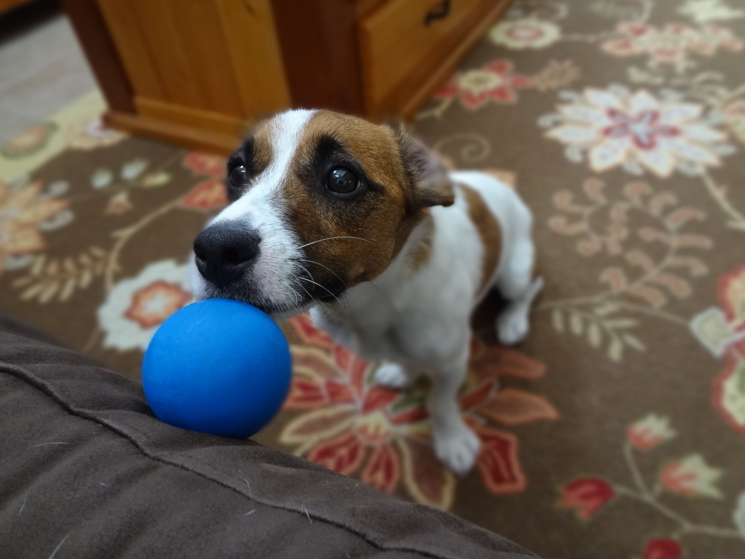 Jack russell begging face with its ball