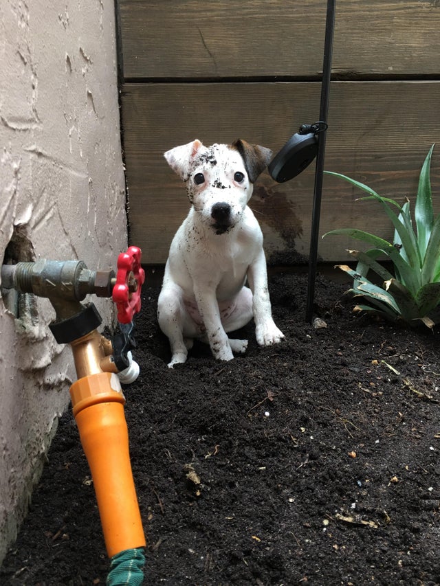 Jack Russell dog sitting in the garden with shock face