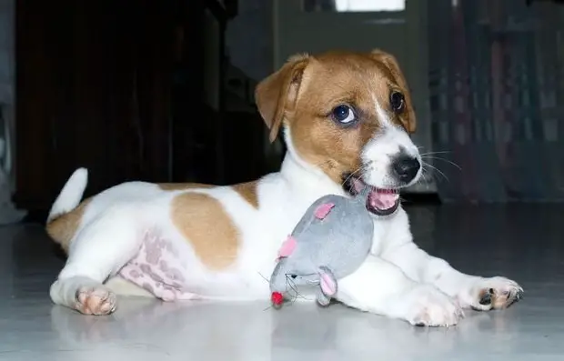 Jack Russell puppy with a mouse stuffed toy on its mouth