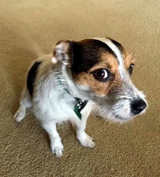 jack russell dog with a suspicious face