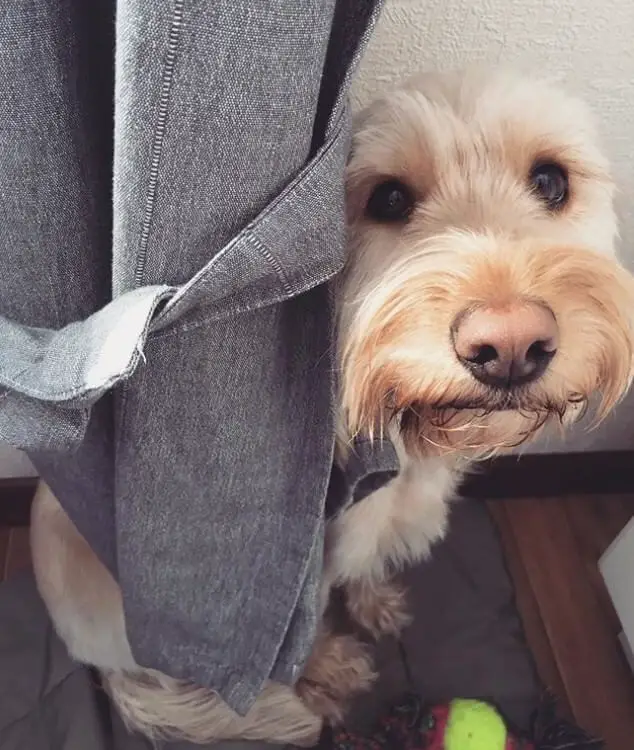 A Labradoodle sitting on the floor behind the cloth