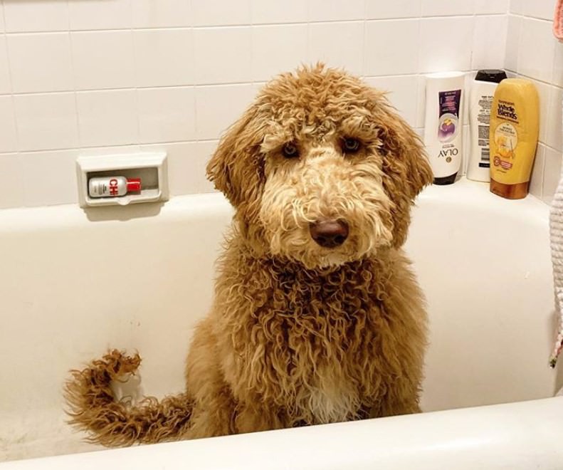 A Labradoodle sitting in a bathtub with its sad face