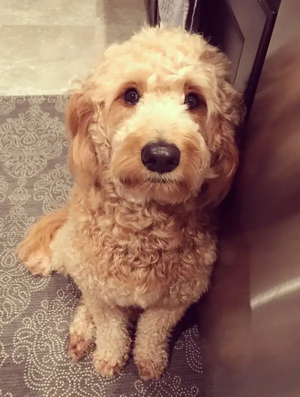 Labradoodle siting on the floor next to a cabinet while looking up with its begging face