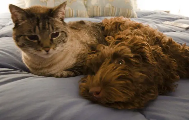cat staring at a Labradoodle puppy in bed