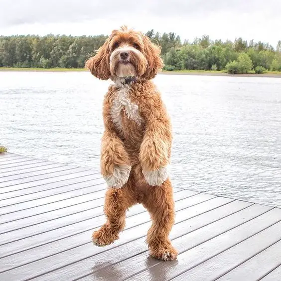 Labradoodle standing up on the wooden pathway by the ocean
