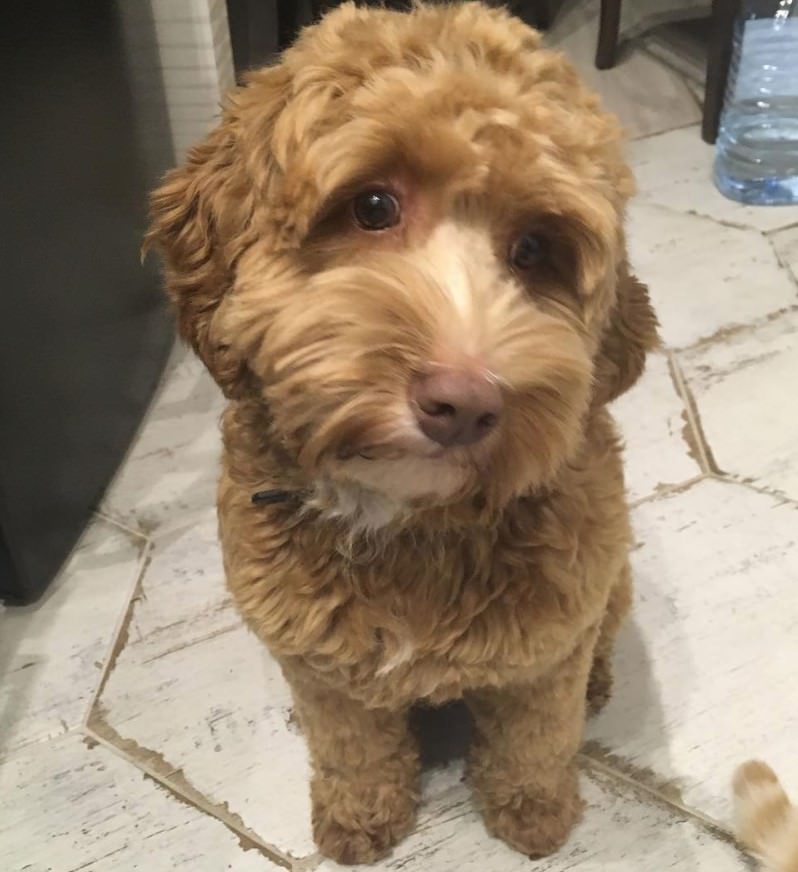 Labradoodle sitting on the floor with its sad face