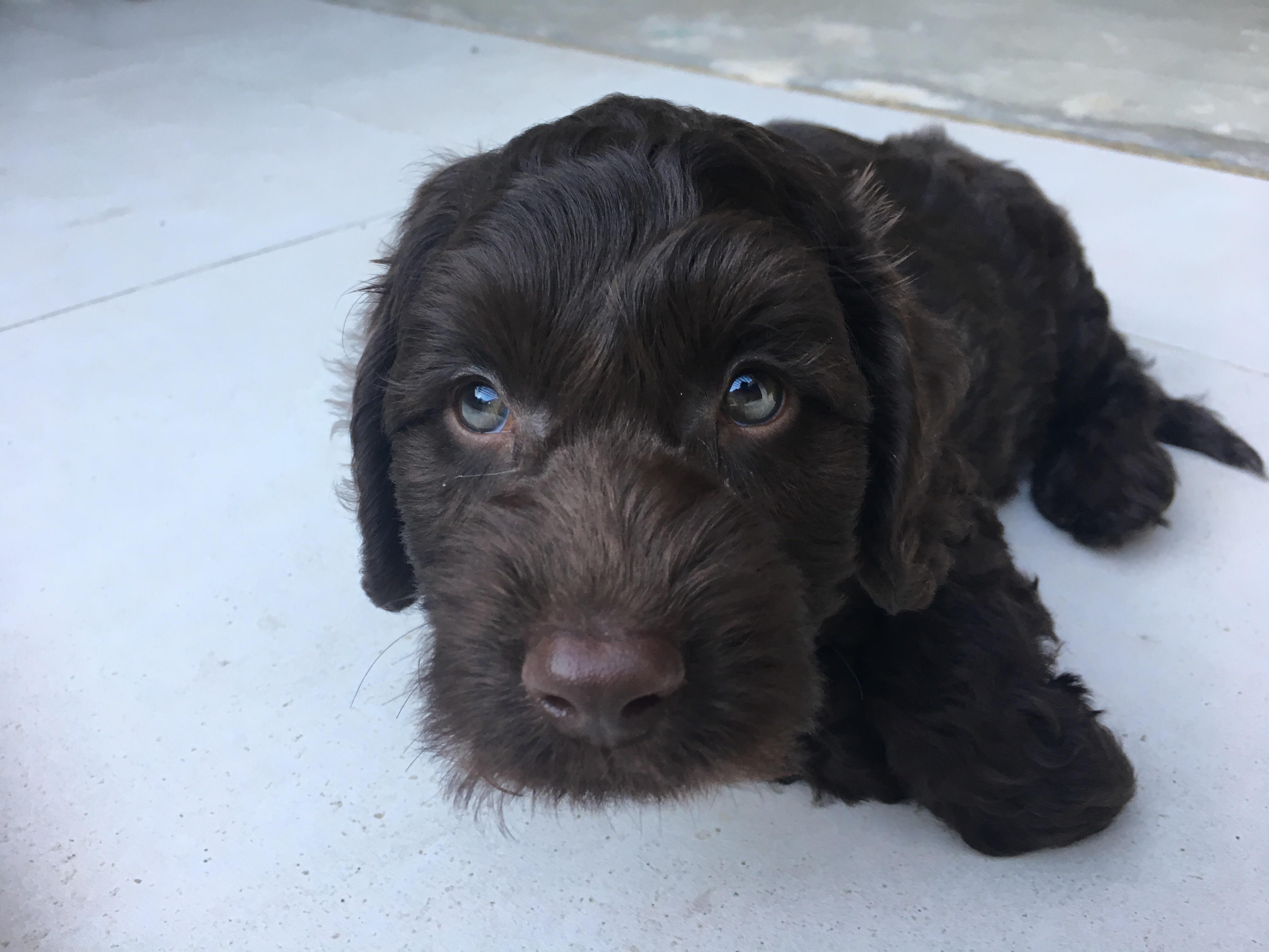 black Labradoodle puppy lying down on the floor with its begging face