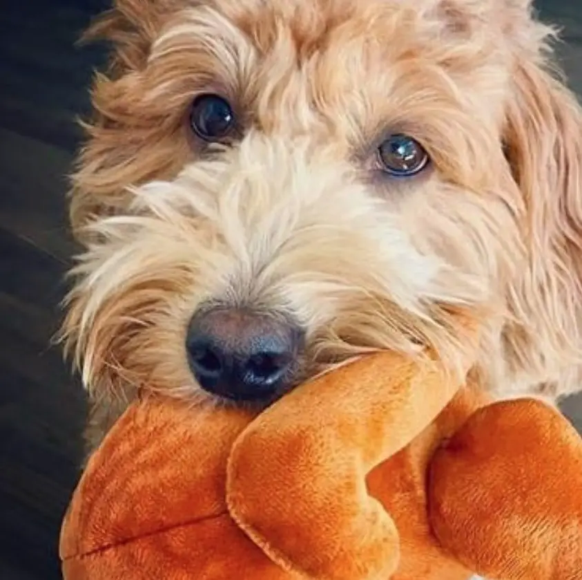 gold Labradoodle holding a toy with its mouth