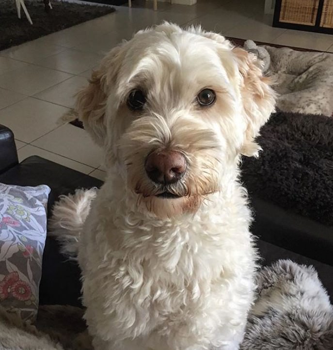 A cream Labradoodle sitting on the couch