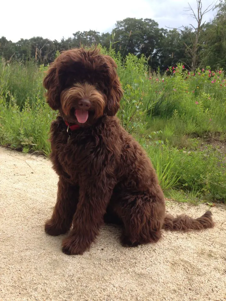 brown Labradoodle sitting on the ground with its tongue sticking out
