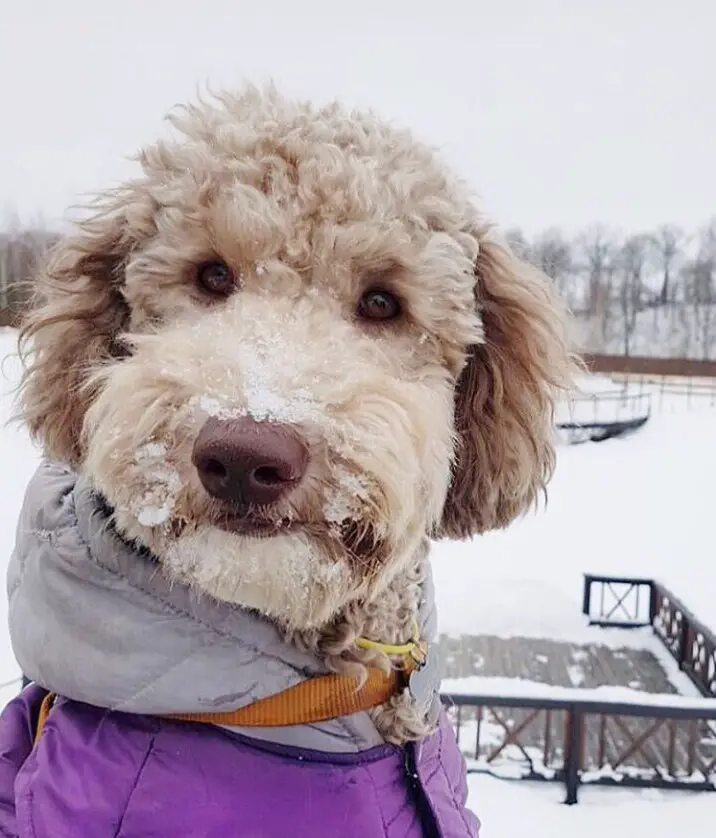 cream colored Labradoodle wearing a jacket with snow ice in its mouth