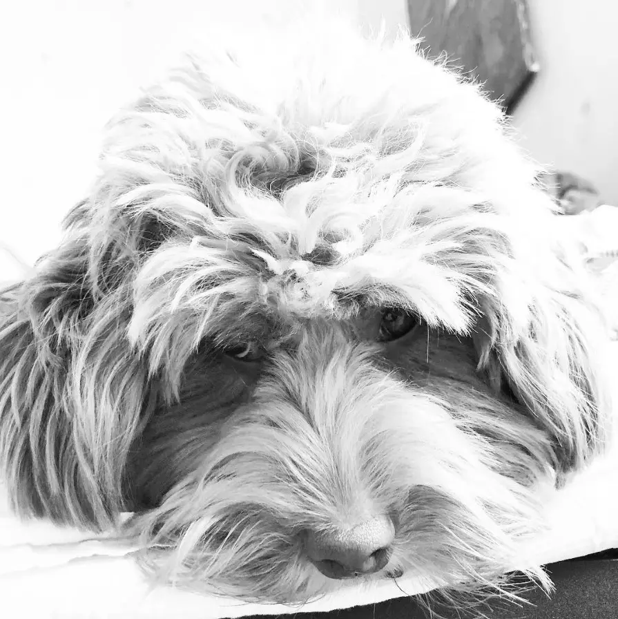 black and white photo of a sad Labradoodle