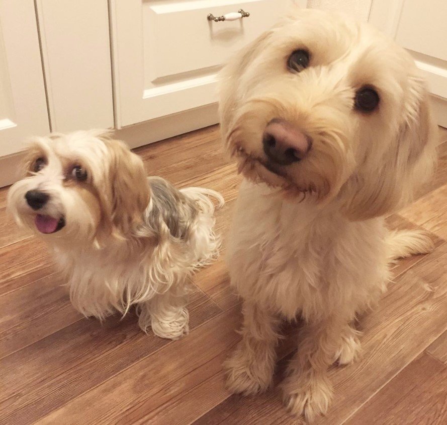 Labradoodle sitting on the floor with a shih tzu dog