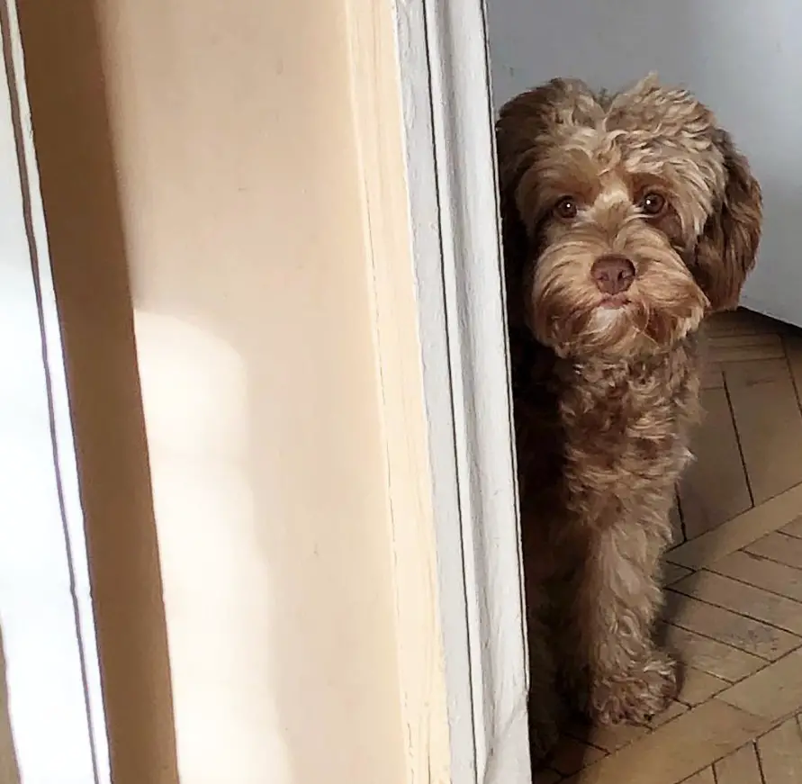 brown Labradoodle peeking from behind the wall