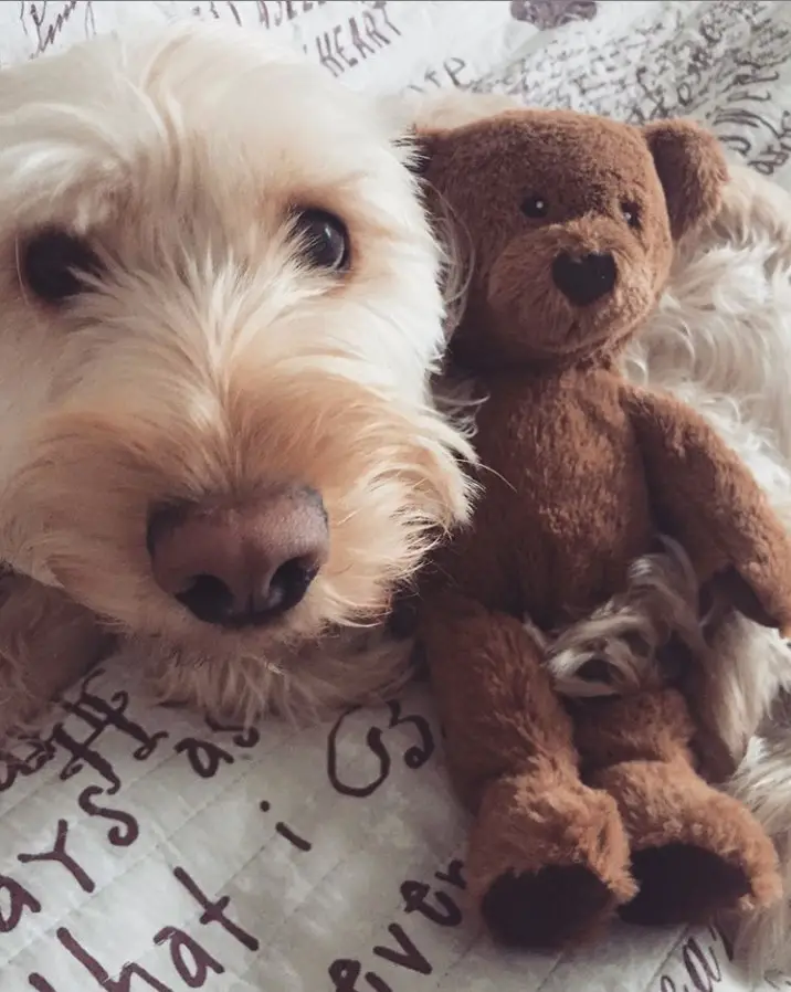 Labradoodle on the bed with its teddy bear stuffed toy