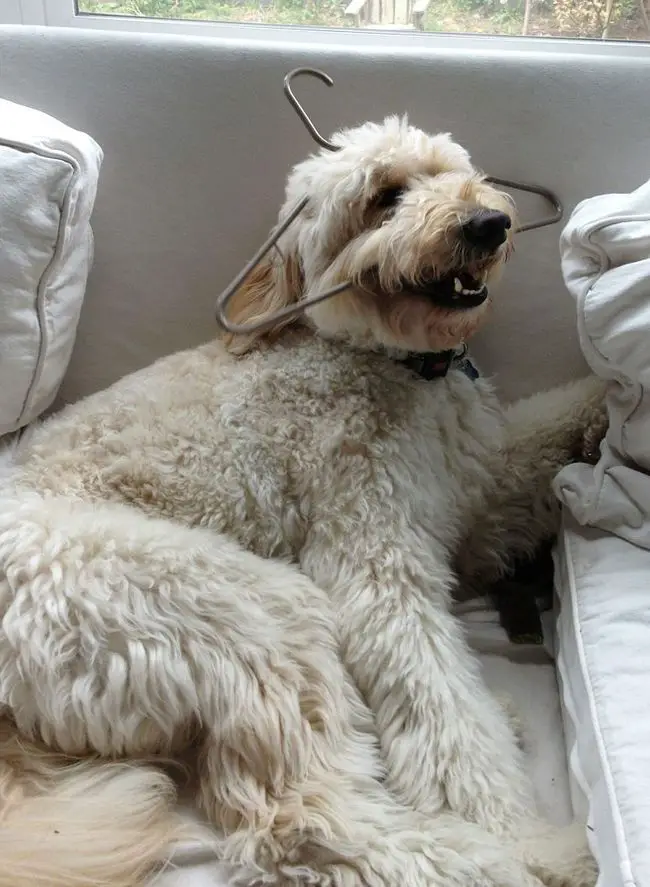 Labradoodle lying on the ouch with a hanger stuck in its head