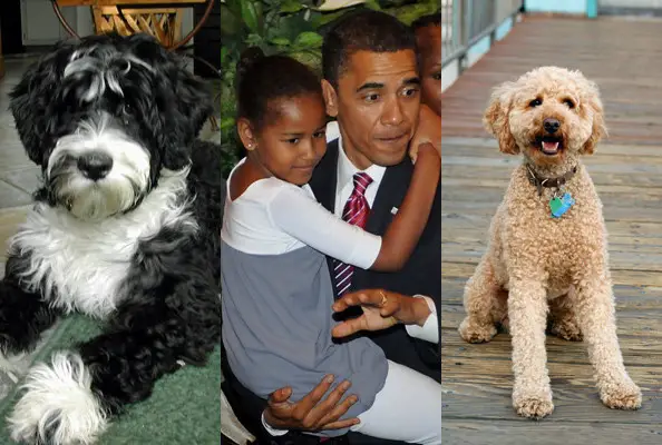 Collage photo of Barack Obama carrying his girl in between the photos of his two Labradoodles