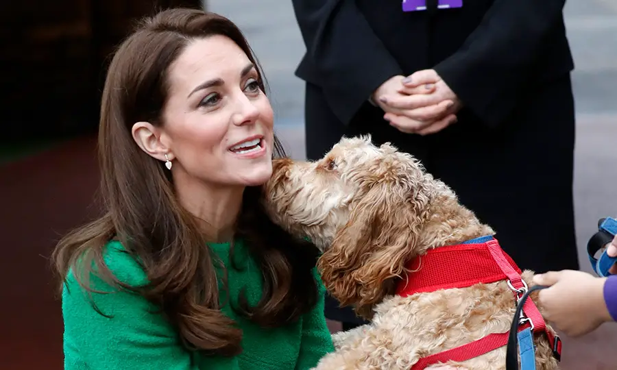 Kate Middleton's Labradoodle licking her chin