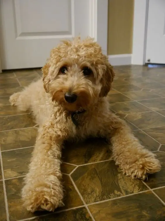 Labradoodle puppy lying on the floor