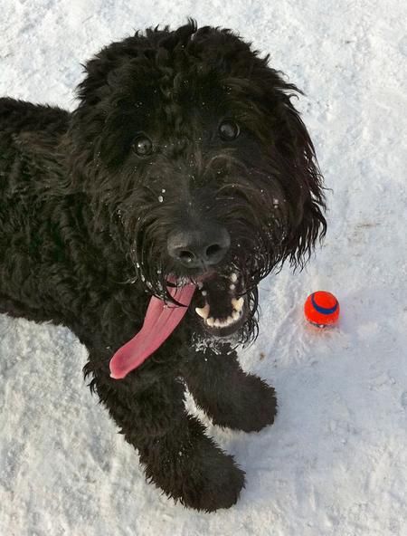 a black Labradoodle standing in snow while looking up with its tongue sticking out on the side of its mouth and with a ball below him