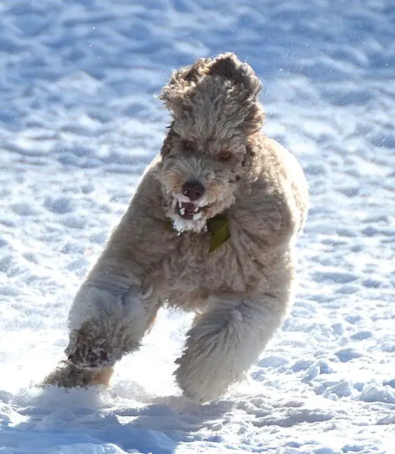 a scary Labradoodle running in snow