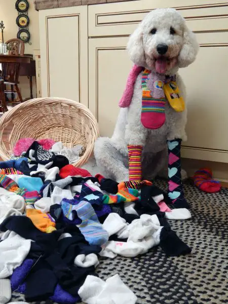 Labradoodle wearing socks around its neck and an unmatched pair of socks on her front legs while sitting on the floor carpet next to a spilled socks from the basket