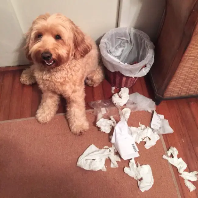 Labradoodle sitting next to a trashcan and with spilled trash on the floor
