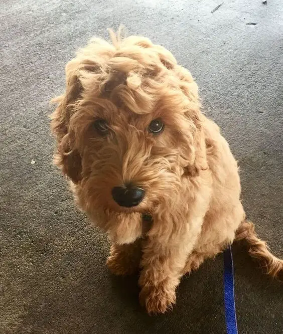 Labradoodle sitting on the floor while looking up