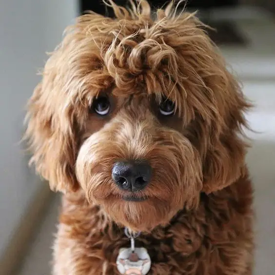 an apricot Labradoodle sitting on the floor while looking up with its guilty eyes