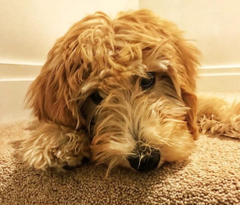 A sad Labradoodle lying on the floor