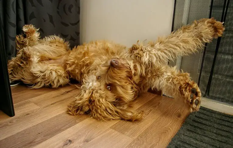 A Labradoodle lying on the floor