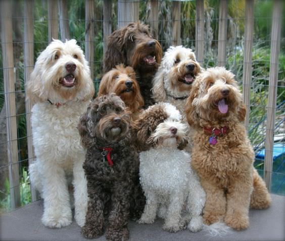 seven Labradoodles sitting in the balcony while looking up and smiling