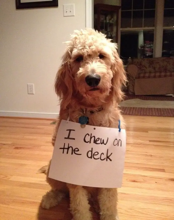 A Labradoodle sitting on the floor while wearing a note that says - I chew on the deck