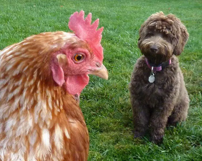 Labradoodle puppy sitting on front of the chicken in the yard