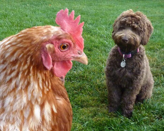 Labradoodle puppy sitting on front of the chicken in the yard